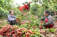 Fruits et légumes : hausse de 20% du chiffre d’affaires à l’export au premier semestre