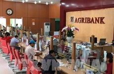 Agribank accorde des crédits à taux préférentiels à l’agriculture high-tech