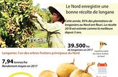 [Infographie] Le Nord enregistre une bonne récolte de longane