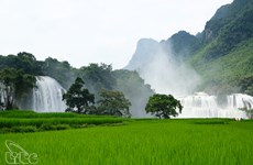 Cao Bang : bientôt la 2e fête touristique de la chute d’eau de Ban Giôc
