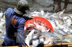 Les Etats-Unis diminuent les taxes antidumping sur les poissons pangasius du Vietnam