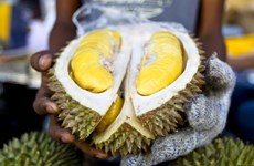 Le durian, produit à l’export potentiel de la Malaisie 
