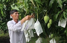 Les mangues vietnamiennes bientôt exportées aux États-Unis