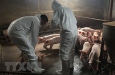 La FAO aide le Vietnam à lutter contre la peste porcine africaine