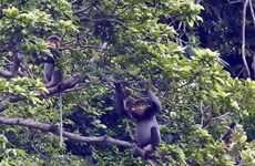 Quang Nam créera une zone de protection de primates en voie de disparition