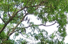 Découverte des "oiseaux-serpents" dans la province de Dong Nai  