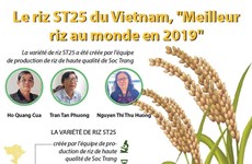 Le riz ST25 du Vietnam, "Meilleur riz au monde en 2019" 