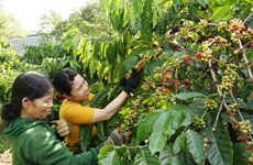 Nestlé Vietnam présente au monde le café vietnamien de première qualité