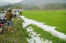 Déluge de grêlons dans les rizières et jardins de Dien Bien 