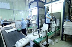 Le Vietnam suspend ses exportations de riz pour garantir la sécurité alimentaire face à COVID-19