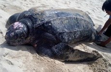 Thaïlande : des tortues marines rares reviennent pondre sur des plages vides de touristes