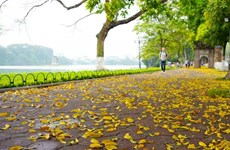 La beauté de Hanoï à la saison de la chute des feuilles de pancovier