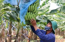 Le Vietnam et la Chine renforcent les échanges commerciaux de produits agricoles