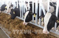 La ferme laitière Phu Yen du groupe TH reçoit des vaches importées des États-Unis