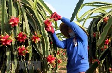 Séminaire sur les exportations de fruits et légumes vers la Chine