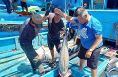 Binh Thuan lutte contre la pêche illicite