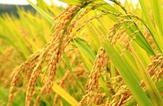 Une application pilote pour identifier des organismes nuisibles sur le riz