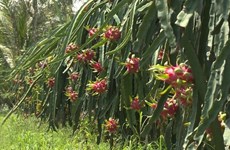 Saisir des opportunités d'exportation de pitaya vietnamien en Australie et en Nouvelle-Zélande