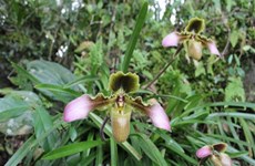 Conserver avec succès trois variétés d'orchidées rares