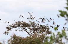 Plus de 1.000 cigognes à bec-ouvert indien au parc national de Lo Go - Xa Mat
