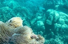 Suspension de la plongée sous-marine pour protéger les récifs coralliens de la baie de Nha Trang