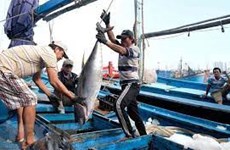 Les exportations de thon en forte hausse