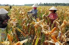 Promouvoir la réduction rapide et durable de la pauvreté au Vietnam