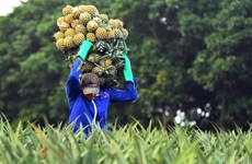 Forte hausse des exportations de fruits et légumes vers la Chine et le Laos