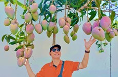 Les vergers de manguiers à Khanh Hoà attirent les touristes