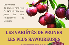 Les variétés de prunes les plus savoureuses au Vietnam
