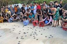 Lancement des propositions de recherche sur la conservation des tortues marines