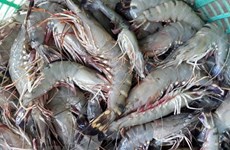 Rebond des exportations nationales de crevettes vers le Japon