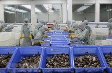 L’UE, premier marché importateur de crevettes vietnamiennes