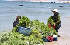 Vietnam et République de Corée s'orientent vers l'économie verte
