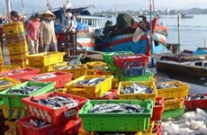 Matin au port de pêche de Vinh Luong dans le Centre méridional du Vietnam