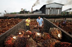 L'Indonésie exporte plus de 36 millions de tonnes d'huile de palme en 2019