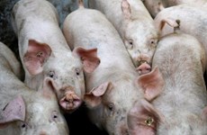 La Thaïlande limitera ses exportations de viande de porc