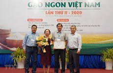 ST25 est la meilleure variété de riz du Vietnam en 2020