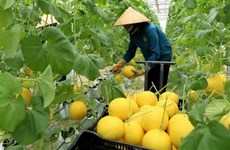 Le 2e Dialogue sur les systèmes alimentaires du Vietnam