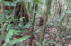 Binh Phuoc : six animaux rares et précieux relâchés dans la nature