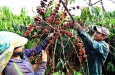 Chute des exportations de café vietnamien vers le Royaume-Uni 