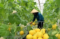 L'Australie et le Vietnam disposent d'opportunités de coopération dans l'agriculture high-tech