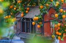 Tu Liên, le village traditionnel des kumquats de Hanoï 