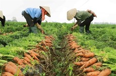 Hai Duong organisera pour la première fois une fête de récolte de carottes