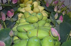 Dong Thap améliore la qualité de ses mangues destinées à l'exportation