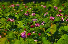 Saison de floraison des lotus à Ninh Binh 