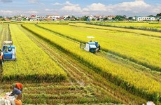 Le delta du Mékong développe un projet de riz de haute qualité d'un million d'hectares