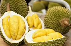 Le Vietnam exporte du durian vers la Chine par les voies officielles