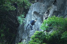 Langur de Cat Ba, l'une des plus rares des primates dans le monde