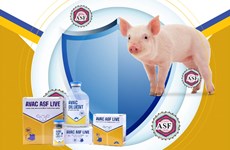 Le Vietnam exporte officiellement un vaccin contre la peste porcine africaine